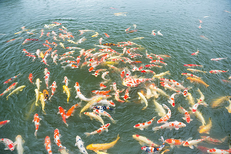 游泳鱼动物鲤鱼橙子淡水白色花园生活池塘红色海洋图片