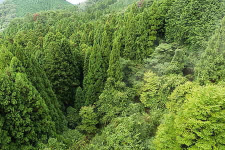 绿森林绿色树木松树植物光束公园生长木头国家资源图片