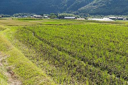 新鲜稻田季节乡村农田环境生长风景草地农场农村绿色图片