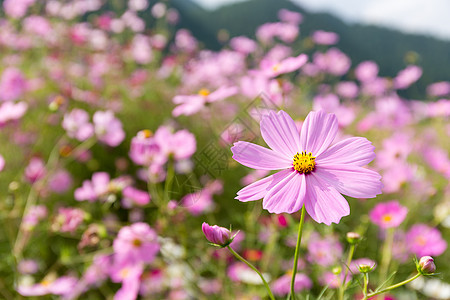 宇宙花朵植物白色公园花园绿色场地粉色植物群红色环境图片