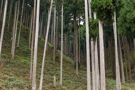 森林木头红色山毛榉全景植物群季节叶子绿色太阳树木图片