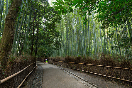 京都的竹竹林地标树木木头人行道风景文化小路叶子历史性场景图片