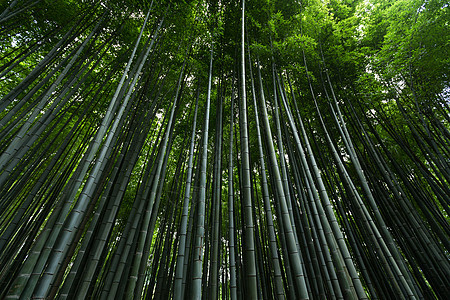 日本竹林图片