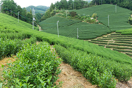 茶叶字段农田风景种植园农村栽培热带旅行场地生长季节图片