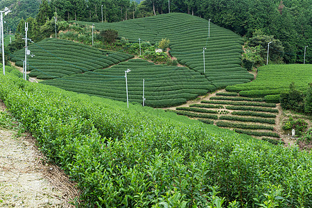 新鲜茶茶园蓝色生长风景花园天空阳台高地热带植物群旅行图片