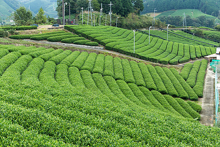 绿茶田国家植物爬坡旅行季节场地农业天空场景森林图片