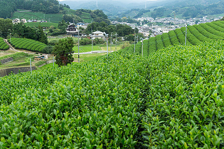 绿色茶叶种植园梯田图片