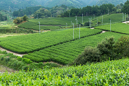 茶叶种植园景观叶子生长植物土地场景热带旅行爬坡季节农业图片