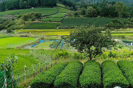 绿新茶叶草地图片