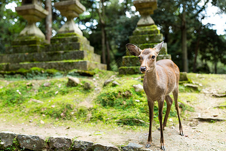 在日本神庙的鹿图片