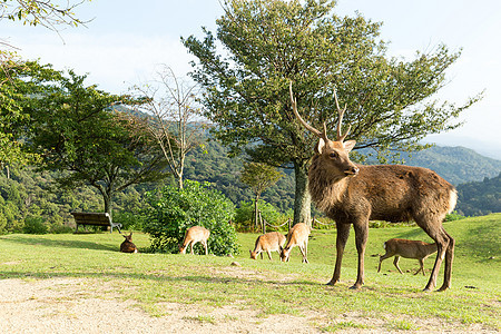 Sta 鹿牌哺乳动物花园男性寺庙食物红色公园森林野生动物棕色图片