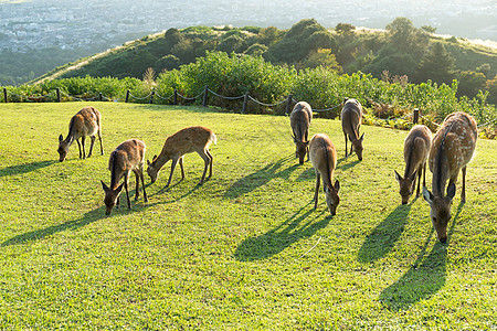 在瓦卡库萨山的鹿和吃草自然团体喇叭打猎爬坡男性食物鹿角尾巴野生动物图片
