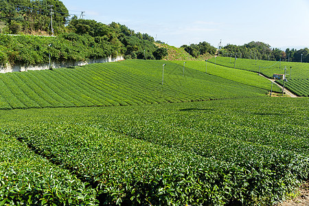 新鲜绿色茶叶园风景爬坡农田天空叶子场地种植园旅行热带蓝色图片