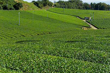 茶叶农场叶子工厂生长岩石建筑场地海洋种植园草地绿色图片