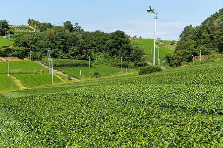 新鲜绿色茶叶园农村种植园场地乡村山顶植物天空旅行蓝色风景图片