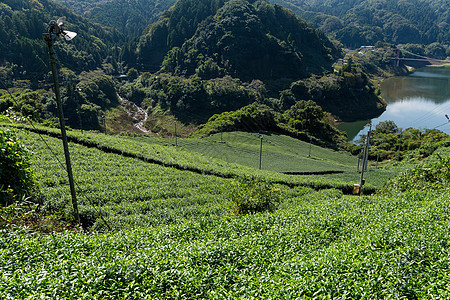 新绿色茶叶种植园热带阳台叶子风景季节农业草地场景土地爬坡图片