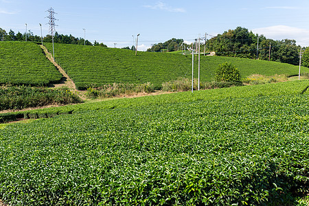 绿色茶菜园植物热带旅行叶子蓝色农田风景场地环境种植园图片