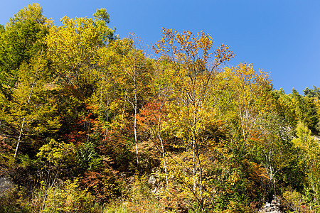 秋季森林路线天空公园立山晴天蓝色风景丛林植物爬坡图片