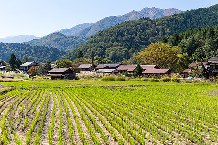 白川和稻田图片