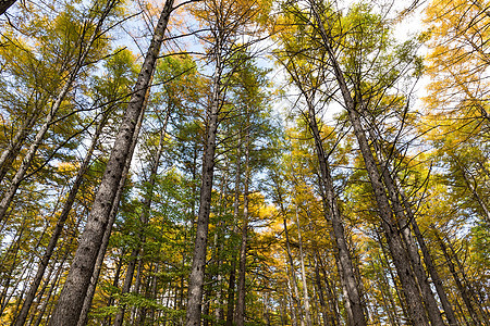 秋季森林景观公园环境旅行人行道植物季节衬套木头叶子小路图片