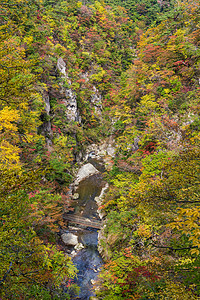 日本秋秋叶的奈鲁科峡谷植物森林橙子悬崖公园叶子黄色岩石季节农村图片