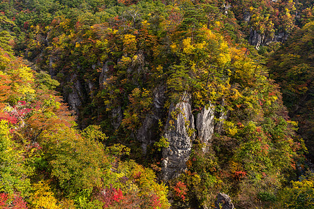 秋天纳鲁科峡谷岩石叶子鸣子农村悬崖公园植物季节森林图片