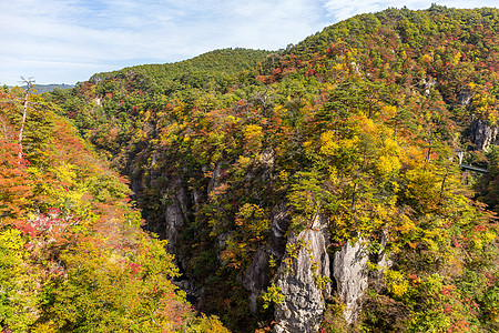 纳鲁科峡谷和秋天叶子木头风景森林悬崖季节岩石公园橙子植物黄色图片