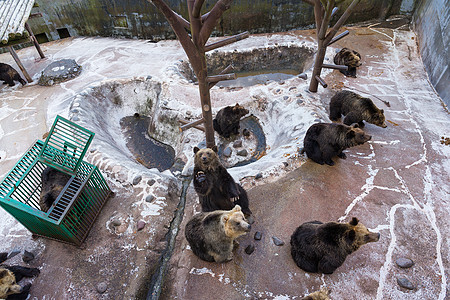 动物园公园熊团体动物园国家幼兽动物小吃家庭野生动物荒野植物图片