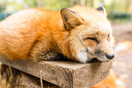 狐狸休息休息图片