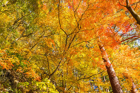 秋季森林红色黄色木头阳光天空季节叶子橙子金子植物图片