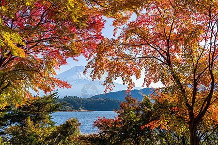 富士山 有木林天空踪迹农村远足蓝色地标森林火山游客橙子图片