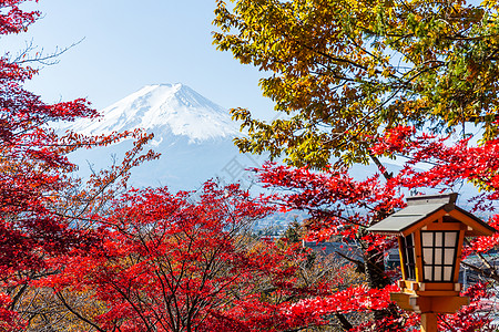 青树 日本寺庙和藤山图片