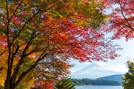 秋天的川口湖叶子树叶公吨湖泊光洋火山地标红叶植物风景图片