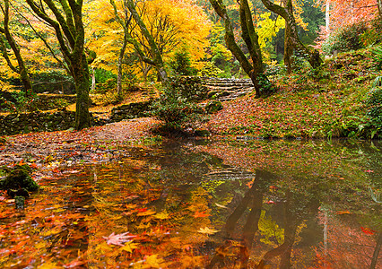 秋天的日本花园岩石文化公园橙子池塘叶子农村植物花园森林图片