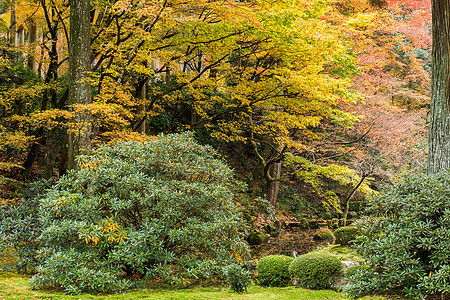 日本公园的秋季风景图片