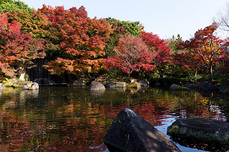 冰地城的Kokoen花园池塘旅行公园旅游叶子古园环境季节鲤鱼园艺图片