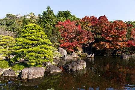 日本秋天花园橙子旅行公园植物旅游古园红叶场景森林花园图片