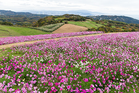 宇宙花卉农场植物学场地植物草地农村蓝色淡路环境花朵旅行图片