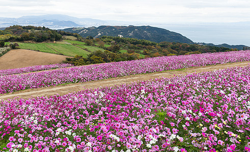 粉红宇宙花花园图片