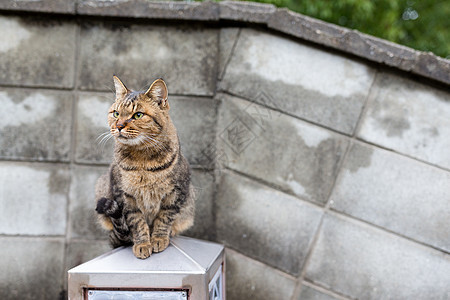 街头猫橙子宠物小猫花园城市眼睛绿色公园哺乳动物毛皮图片