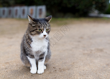 可爱的猫城市公园眼睛毛皮花园宠物动物小猫猫咪荒野图片