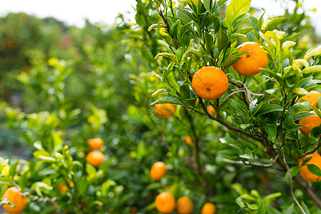 皮西蒙树叶子花园季节热带农业橙子绿色黄色收成植物图片