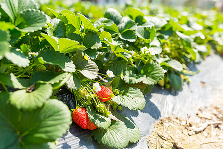 绿新草莓田蓝色农场营养花园食物植物水果天空阳光季节图片