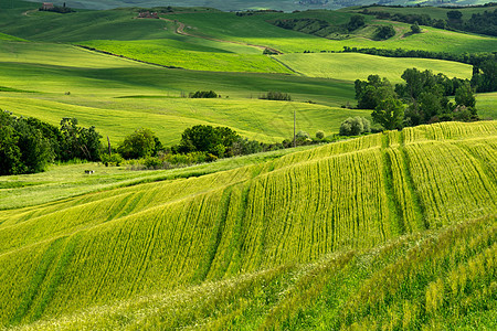 Val dOrcia 托斯卡纳农场爬坡农业场地格式植物植被农家旅游农村栽培图片