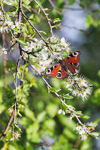 欧洲孔雀蝴蝶(Inachis io) 在树花上喂食图片