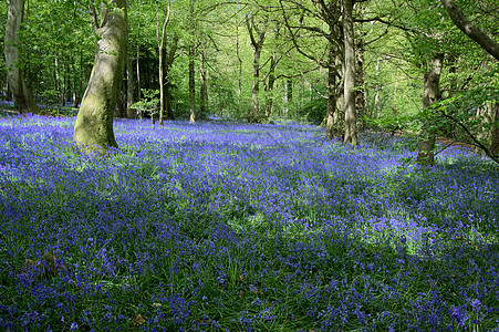 在附近的的蓝铃地毯英语历史植物学树木荒野绿色花朵管状野花图片