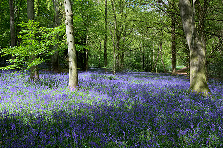 在附近的的蓝铃绿色树木管状英语荒野植物学花朵野花林地植物群图片