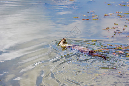 欧亚 Otter (Lutra lutra) 进行回击图片