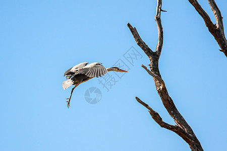 Grey Heron 接近雀巢图片