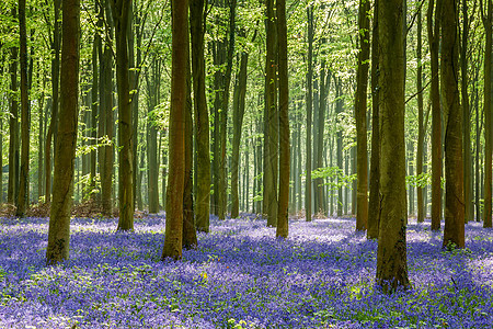 韦法姆木材的蓝铃乡村天篷叶子林地荒野森林植物木头紫色花朵图片
